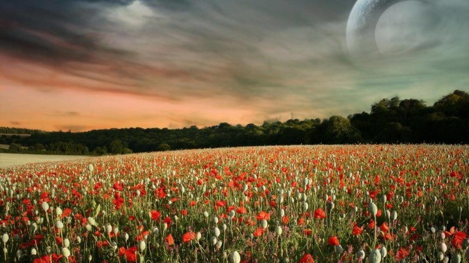 为什么&ldquo;柴犬&rdquo;从万人迷，变成万人嫌？